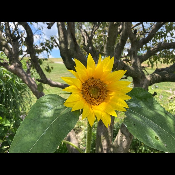 Meet your Posher, Valori - Picture 1 of 1